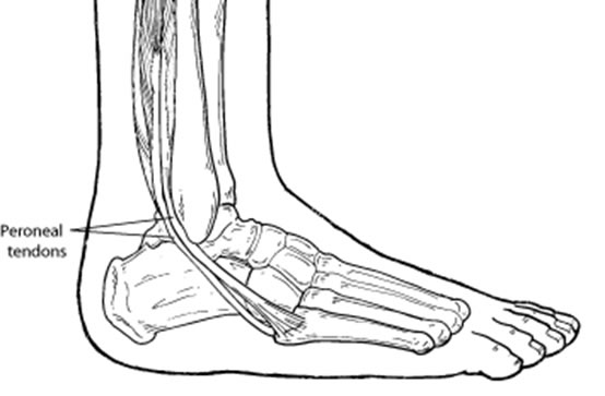Peroneal Tendons